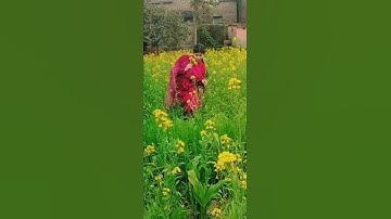tujhe dekha to jana Sanam..❣️❣️❣️ #youtube #shorts #video ❣️❣️