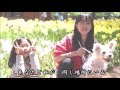 心の花  (天童よしみ) Cover 渡辺幸子