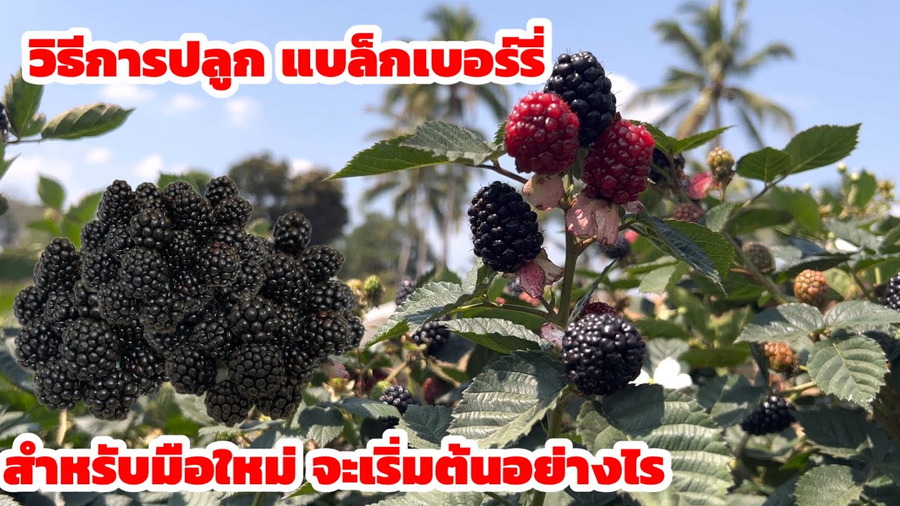 วิธีการปลูกแบล็กเบอร์รี่ สำหรับมือใหม่จะเริ่มต้นอย่างไร มาฟังจากพี่อู๊ด เจ้าของสวน 061-4194654