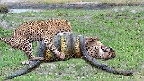 OMG! Giant Python Hunt Leopard Cubs When Mother Leopard Hunting Impala, Anaconda vs Crocodile