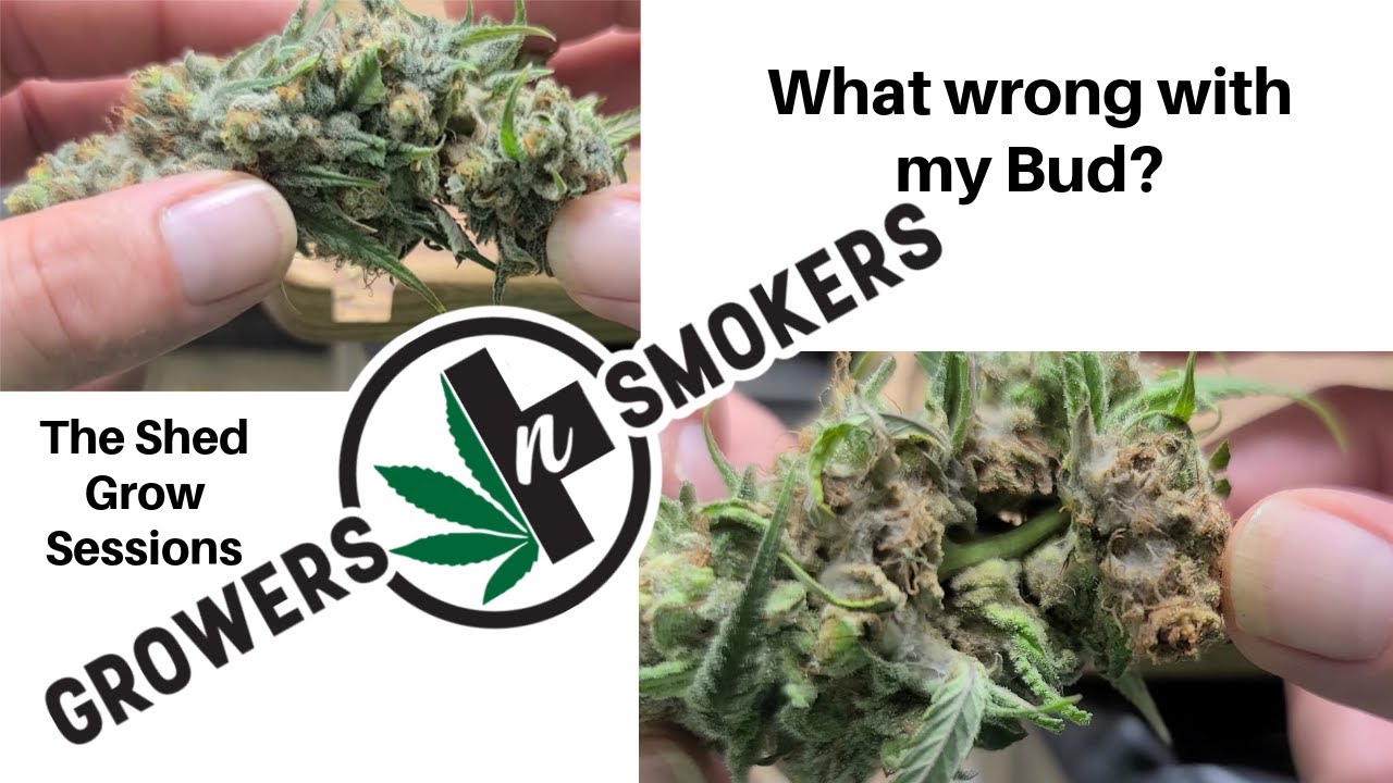 The Shed Grow Sessions What is the brown spot on my buds? How did it happen?