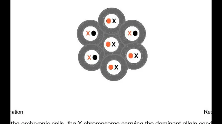 5 X inactivation in calico cat