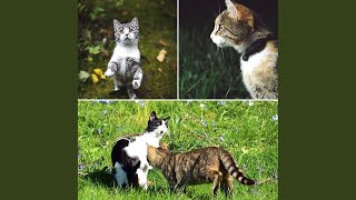 Subtle Kittens Playing