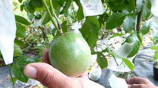 【沖縄】大城さんの農薬未使用パッションフルーツ畑のようすー2019年5月15日（3本中の2本目）