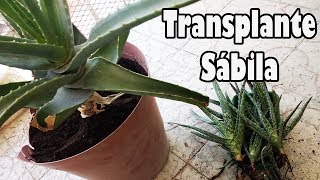 Como trasplantar la Sábila // Planta medicinal