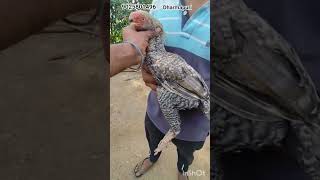 top Quality patta sale#parrotnoises #parrotbeakaseel #parrotnoises #kilimookkurooster #rooster #pets