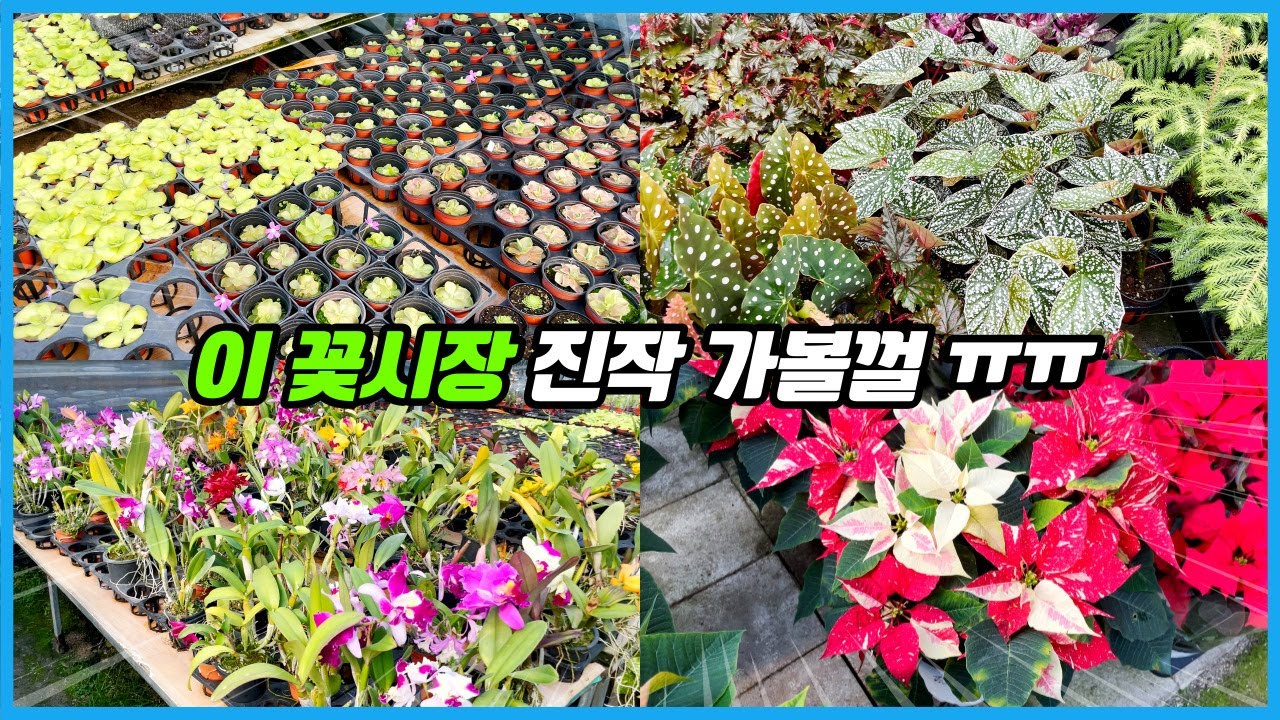 찐 식물덕후들은 이미 다 가봤다는 꽃시장 다녀왔어요!! 꽃시장이야 식물원이야...??