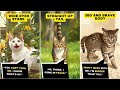 Cat's language and Meaning 