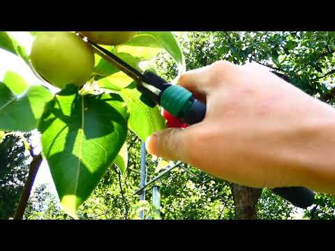 Nashi Shinseiki Pyrus Pyrifolia Birne Ausdunnen Garten 1 8 19 Fz Youtube