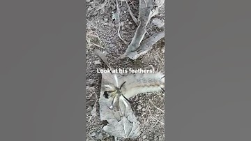 What does a poisonous caterpillar look like?