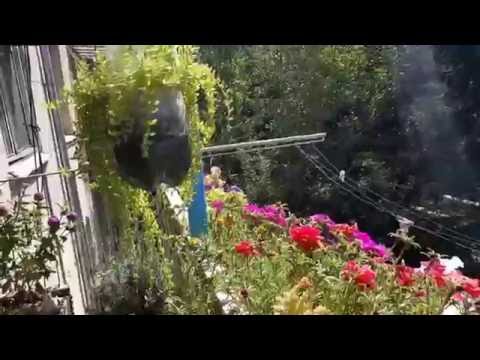 Balcony Gardening | Tbilisi | #მწვანეამბოხი