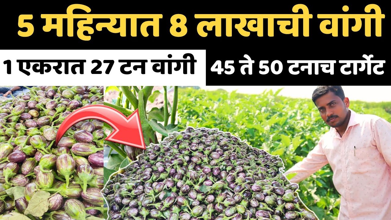 5 महिन्यात 8 लाखाची वांगी। आतापर्यंत 92 तोड्यात 27 टन वांग्याचे उत्पन्न। वांगी लागवड