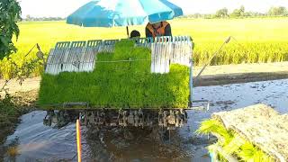 Let Come and see the rice transplanter ម៉ាស៊ីនស្ទូងស្រូវ SPV 8????