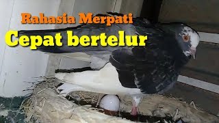 How to make pigeons lay eggs quickly