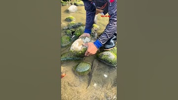 Cá Lớn - bắt Cá Lóc Khủng ẩn nấp dưới đá 😱 #khacthuyvlogg