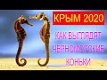 Крым, море, кони, Поповка