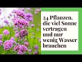 24 pflanzen die viel sonne vertragen und wenig wasser brauchen  pflanzen vollsonne