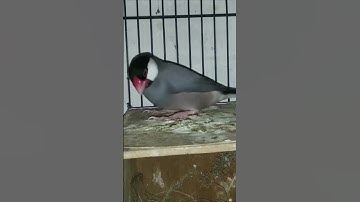 Thumbnail of GELATIK BELONG JANTAN #finch #gelatik