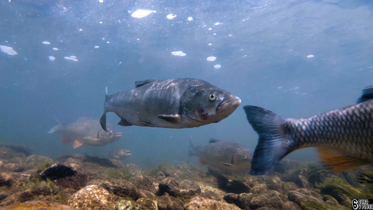 Freshwater slovak river - underwater view of different spieces fish