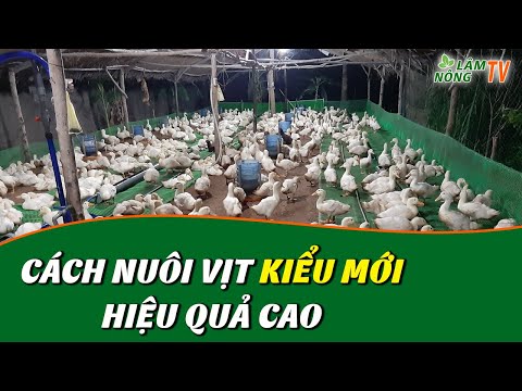 Video: Cách Nuôi Vịt Bắc Kinh