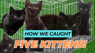 How we Caught 5 Kittens in One Trap!