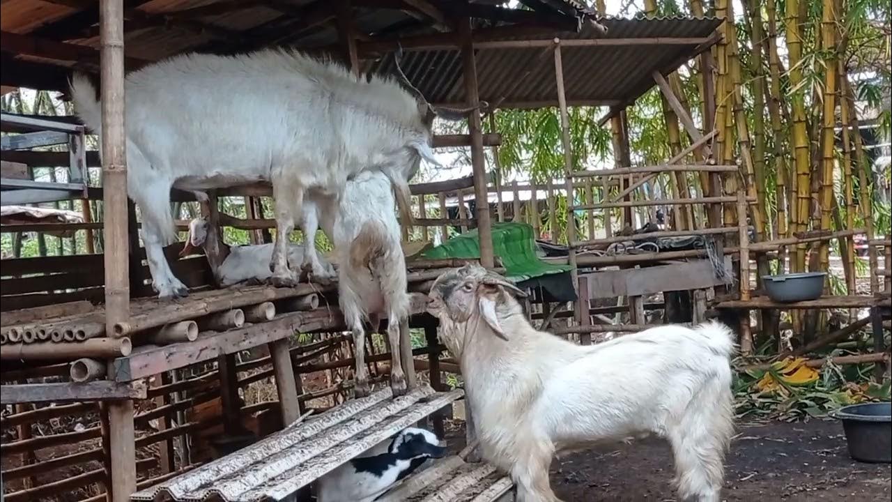 kambing birahi - YouTube
