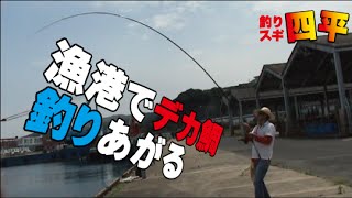 漁港からデカ平鯛釣り上げる(54話目)