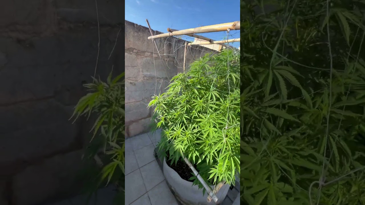 One feeling of chilling🪴☀️💆