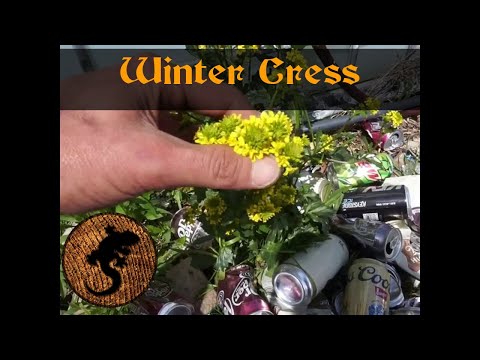Video: Wintercress Medicinal Uses – Alamin ang Tungkol sa Karaniwang Wintercress Remedies