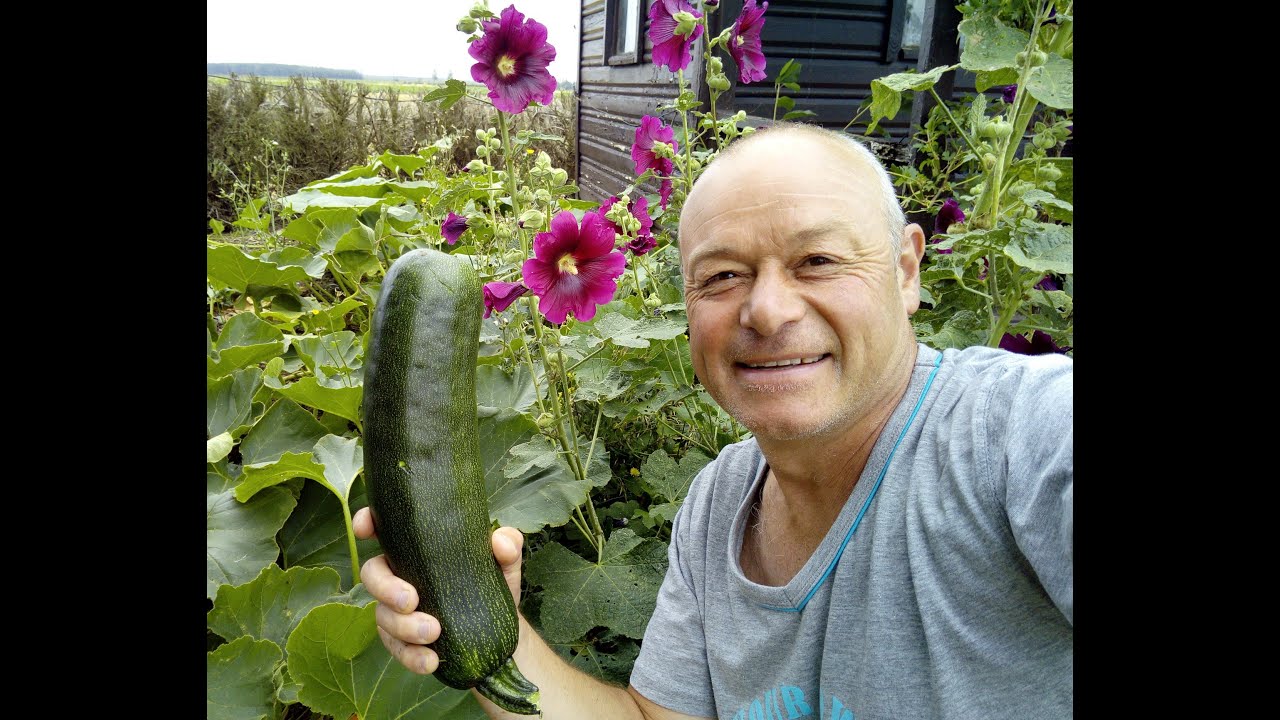 comment bouturer un murier   :variétée :triple crown