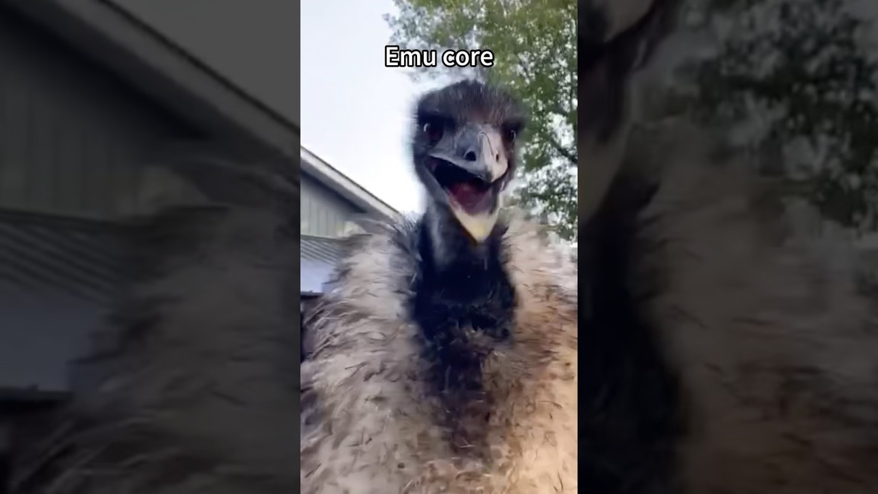 Emu Core 🐦 #emus #shorts