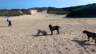 Crantock beach
