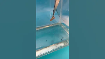 Водомерки #биология #насекомые #энтомология
