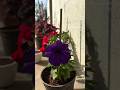 Petunias in Bloom 🌸 Easy Winter Flowers for Any Balcony
