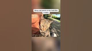 #catoftheday #cat #kitty #kitten #catlovers #cutecat @user42452734930133