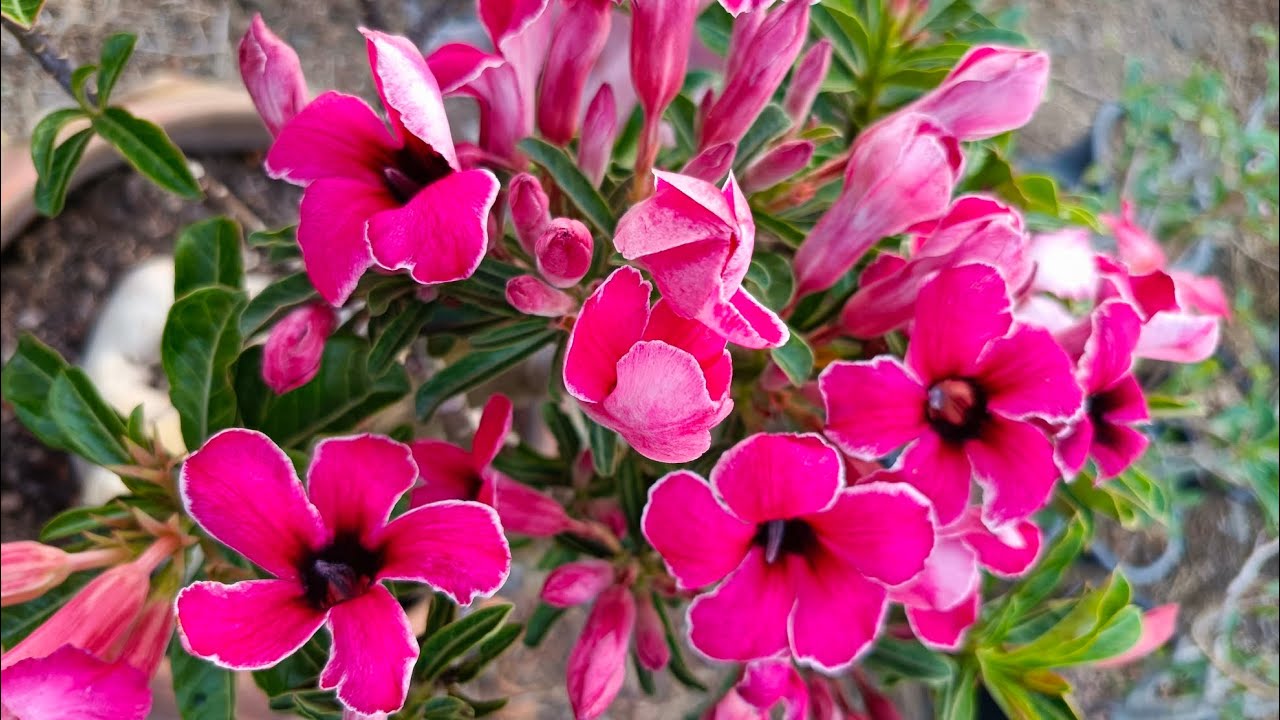 EP. 108 เเอดไลน์ ID. Line 6110bbb สนใจติดต่อโทร 093-162-6110 ชวนชมน้องของขวัญ