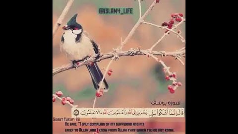 سورة يوسف