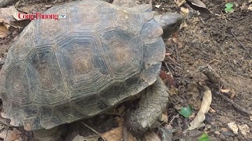 Cận cảnh những cá thể rùa quý hiếm tại Khu bảo tồn thiên nhiên Pù Hu, Thanh Hóa