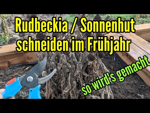 Rudbeckia schneiden -