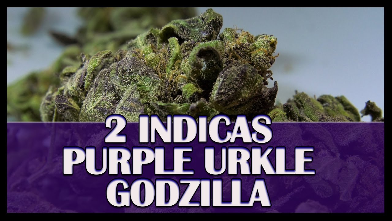 PURPLE URKLE & GODZILLA - Indicas