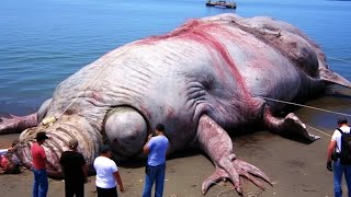 20 Biggest Sea Creatures Ever Found On The Beach
