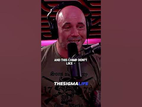 Chimpanzee Attack! The Story of Travis The Chimp - Joe Rogan - YouTube