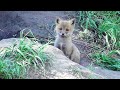 Лисята  ( Vulpes vulpes ) Little fox