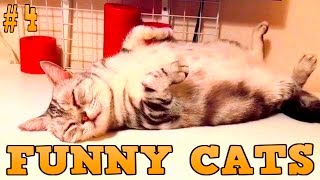 Best Funny Cats Compilation Beautiful Cat Videos #4 Прикольные Смешные котики Best Funny Cats Compilation Beautiful Cat Videos #4 Прикольные Смешные котики
