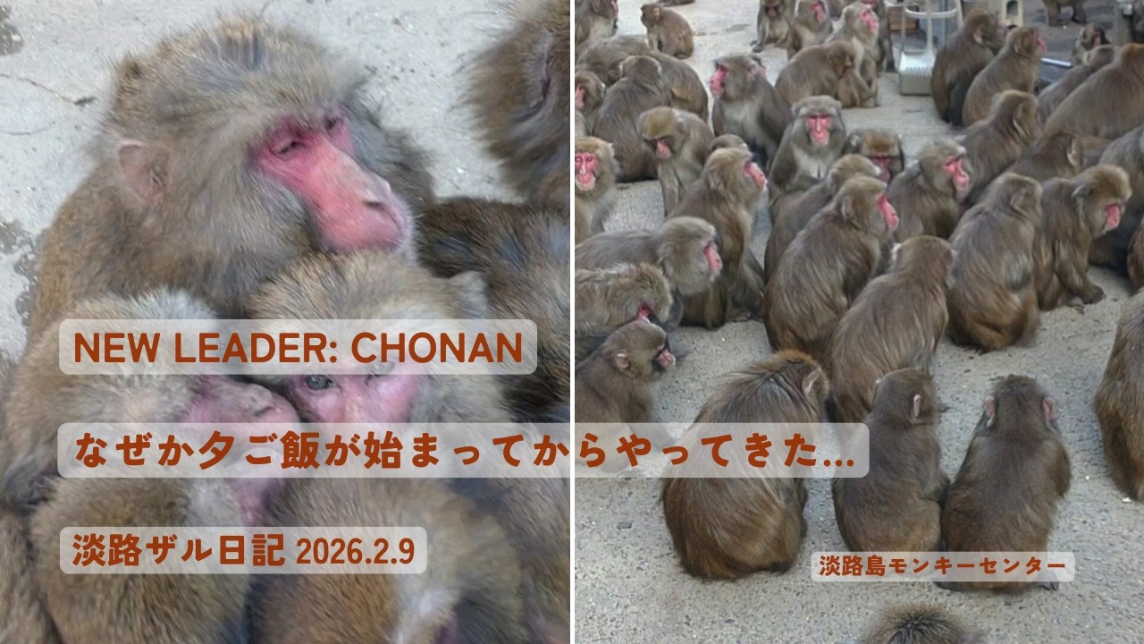 上位陣が来ない午後、遅れて集う群れ。2月新体制のはじまり🐵2026.2.9　淡路ザル日記【淡路島モンキーセンター】