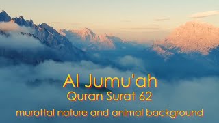 Al Jumu'ah surah 62 ||hari Jum'at ||Bilal Attaki ||murottal anture and animal background