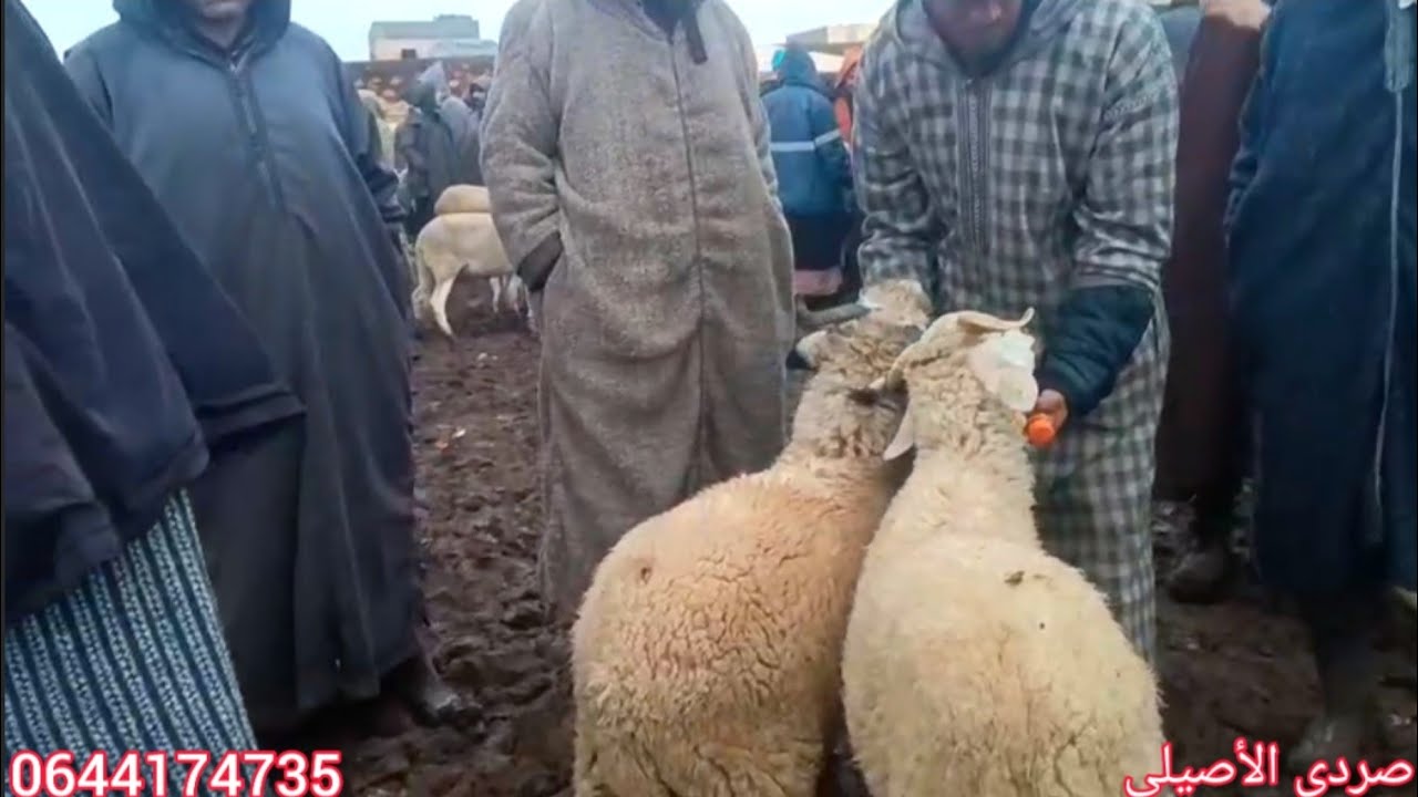 اليوم مباشرة من سوق الخميس سيدي حجاج أولاد مراح مزاب بتاريخ 25/12/2025