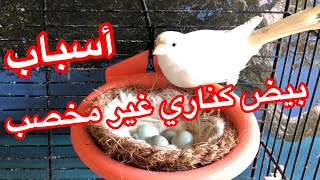 الحل النهائي مشكلة البيض غير مخصب كناري والطيور المغرده