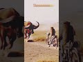 monkey accedant#funny #ai #yputube #foryou #cow