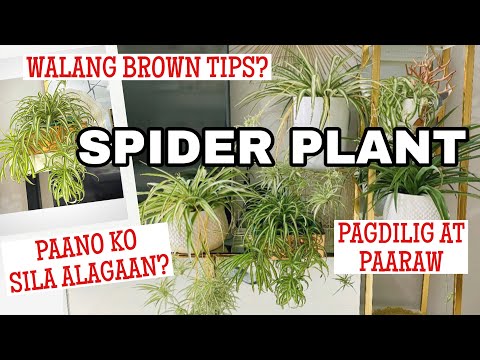 SPIDER PLANT CARE TIPS